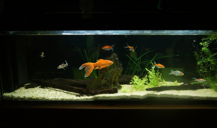 aquarium Poisson rouge 300L