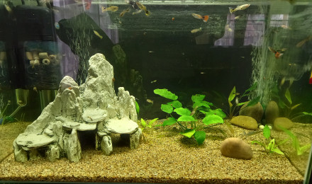 aquarium Bac 80l