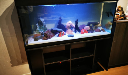 aquarium Cyclide 2.0