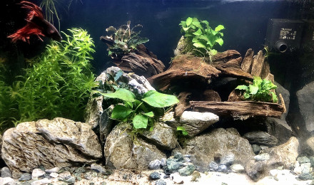 aquarium Nano betta