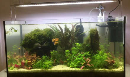 aquarium AQUA Beta Halfmoon