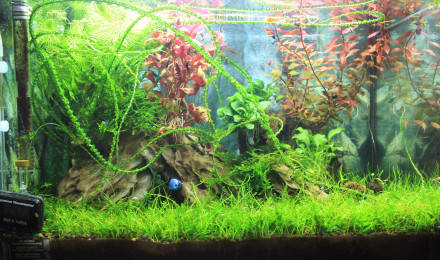 aquarium MON NANO