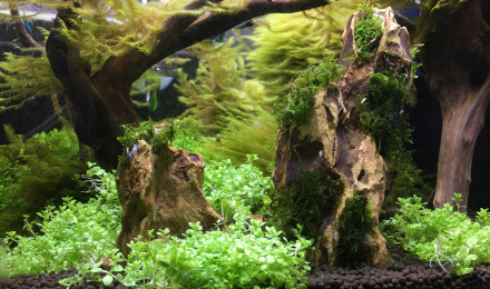 aquarium Nanocube Dennerle 30L