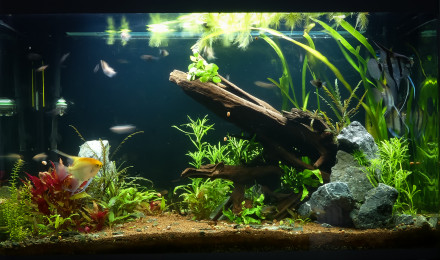 aquarium Osaka