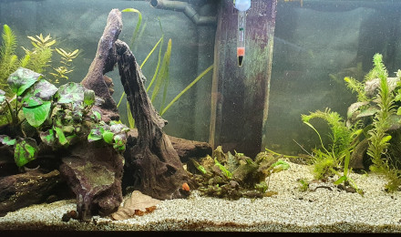 aquarium Voiles de Chine