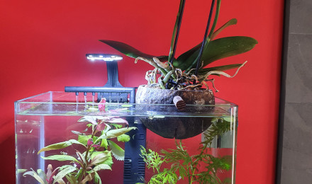 aquarium Alevins