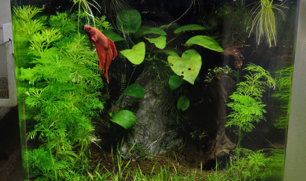 aquarium Betta tank