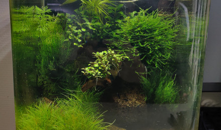 aquarium Shrimps tank