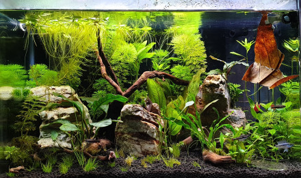 aquarium 7B 43 L