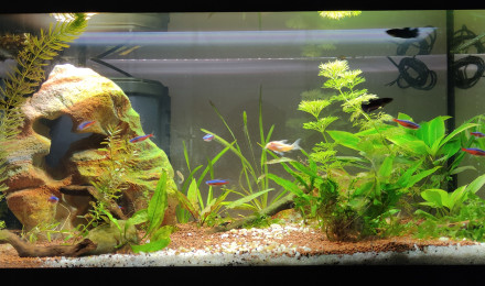 aquarium 60 litres