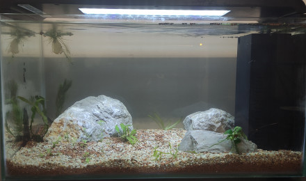aquarium Home25