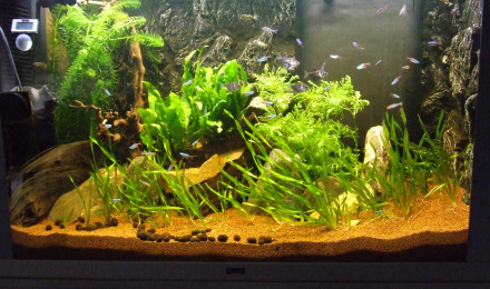 aquarium greguss02110