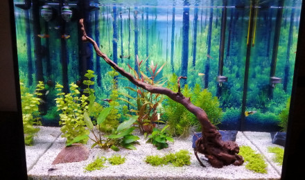 aquarium Asiaquarium