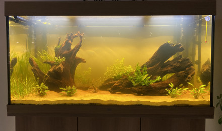 aquarium Amazonie 350