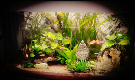 aquarium Le XiMofish