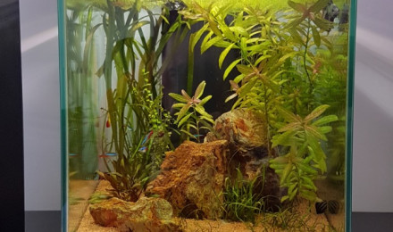 aquarium Nano