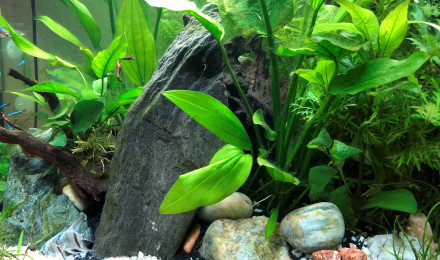 aquarium Amazonien 120 litres