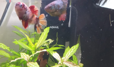 aquarium Nano