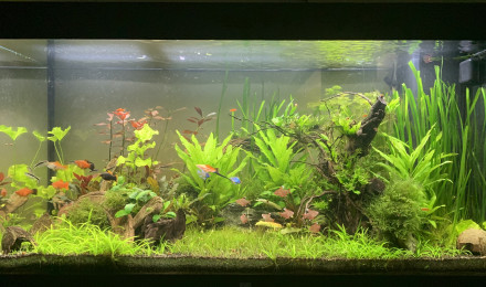aquarium Juwel Rio 350