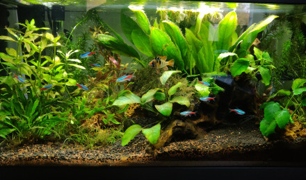 aquarium Aquarium 60L