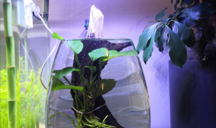 aquarium Daphnie