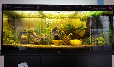 aquarium KITJUNGA