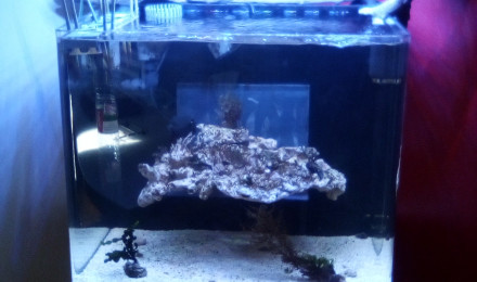 aquarium Recifal