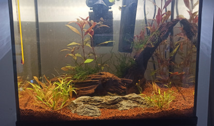aquarium poissondavril 18L