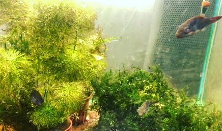 aquarium Asiatique spécialisé