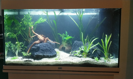 aquarium 125 L