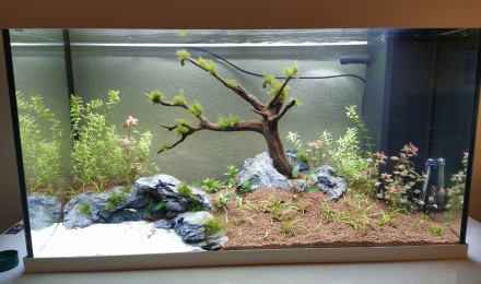 aquarium Aquarium