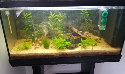 aquarium 100l