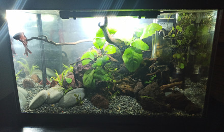 aquarium Alavavite.version2