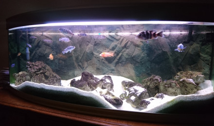 aquarium Malawi