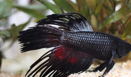 aquarium Blacksails