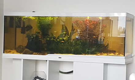 aquarium River Song