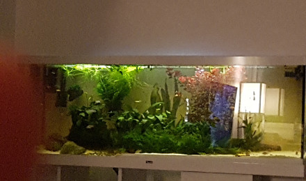 aquarium River Song