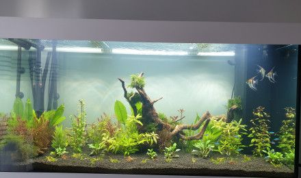 aquarium Chris