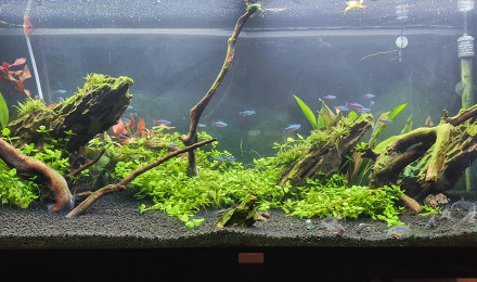 aquarium Mon 240