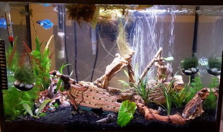aquarium 30 gallon