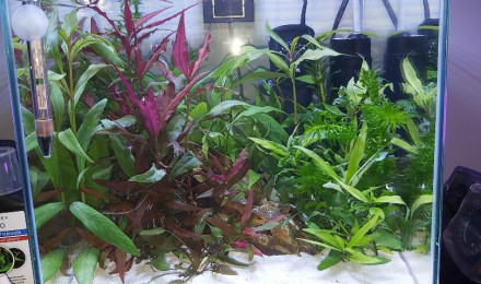 aquarium Mon aquarium