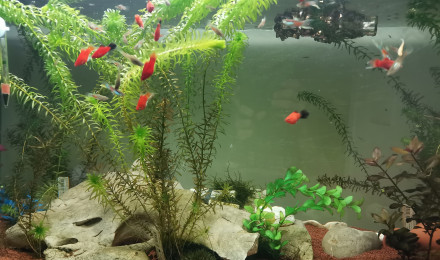 aquarium Une Monde dans 300L
