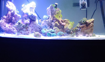 aquarium Aqua 2