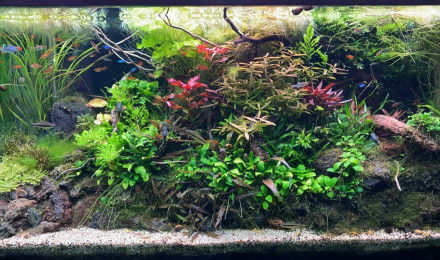 aquarium AQUASCAPE