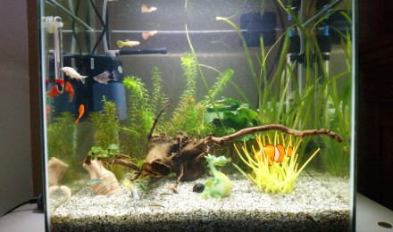 aquarium Superfish 50