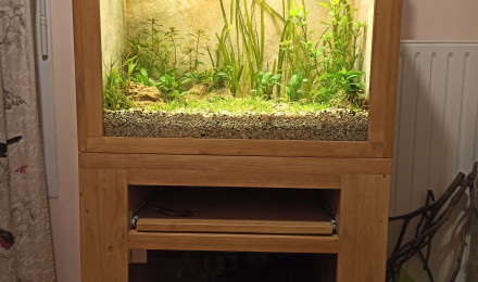 aquarium Tetra Citron male