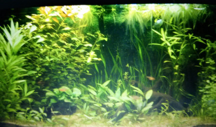 aquarium Ancien aquarium