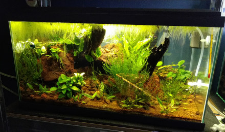 aquarium RED CHERRY