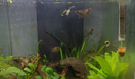 aquarium Asiatique