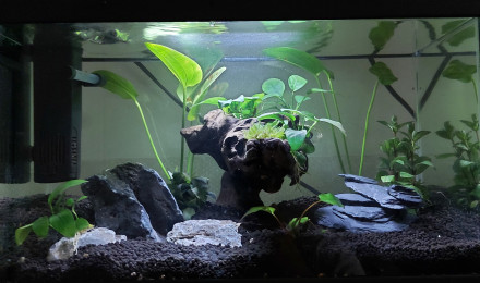 aquarium Beta